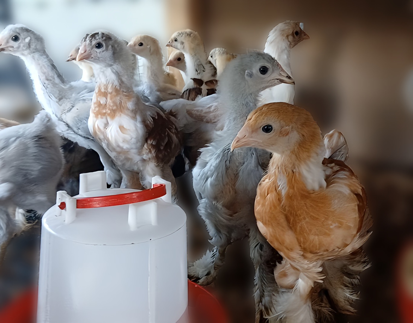 6-8 Week Old Chicks: Moving to the Chicken Coop