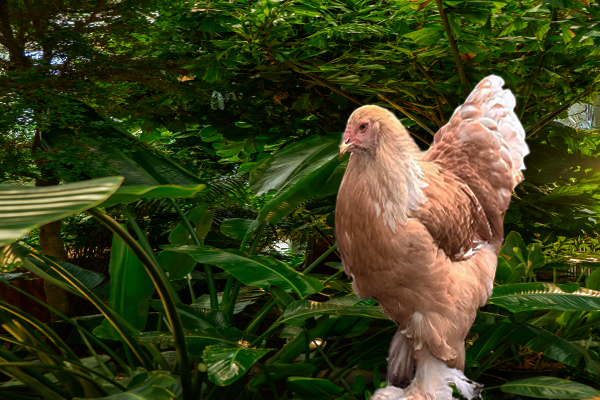 Caring for Baby Chicks