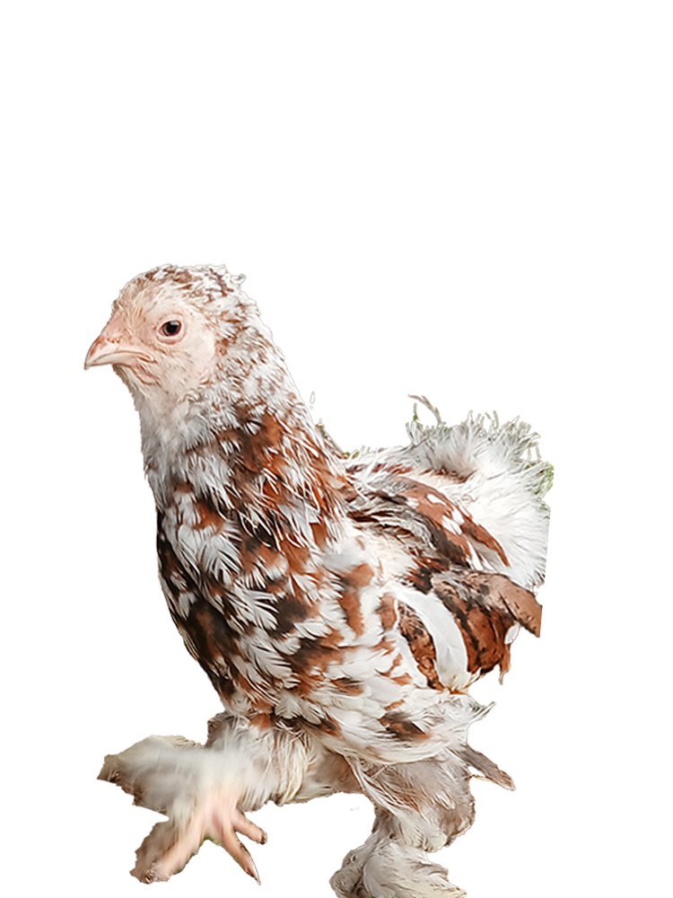 Baby Chicks Bloodline 🇪🇸 🇹🇷 - Image 3