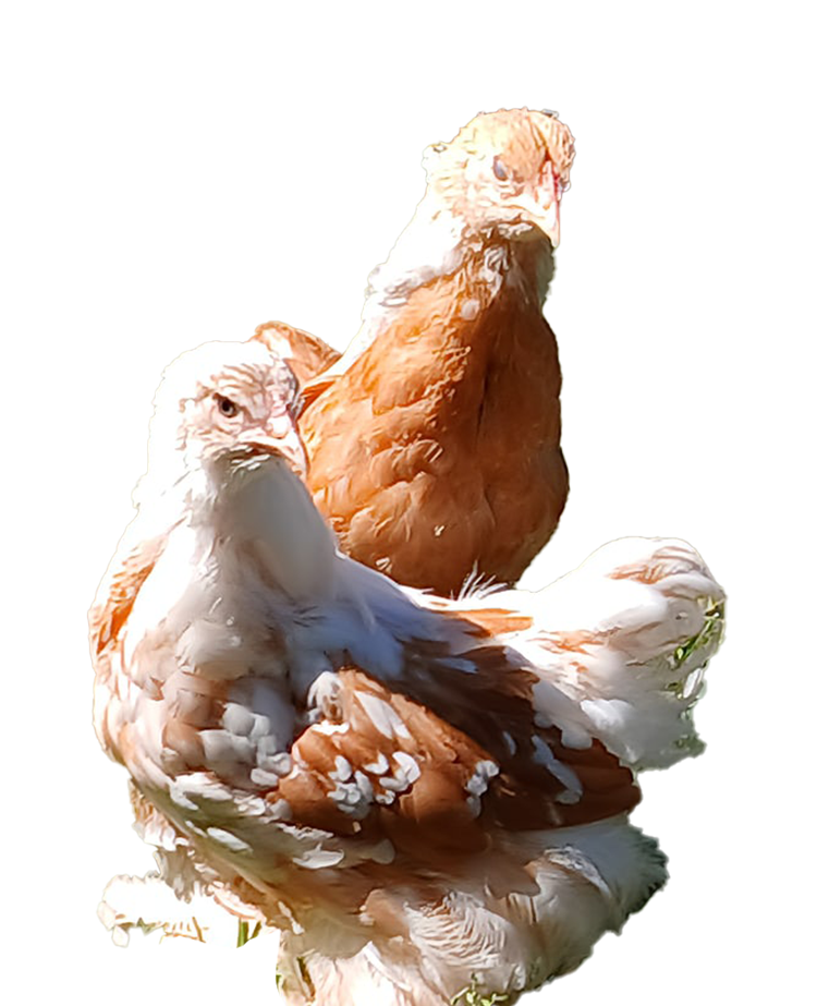 Pullets & Cockerel 🇪🇸 🇹🇷