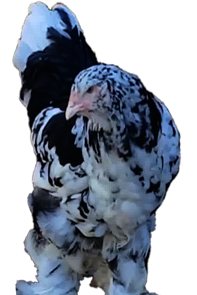 Mottled Brahma 🇪🇸