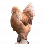 Lemon🍋 Pyle Bloodline 🇹🇷