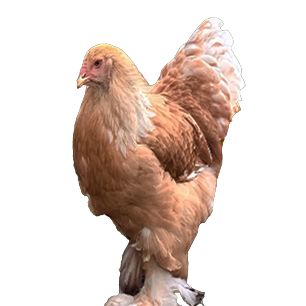 Lemon🍋 Pyle Bloodline 🇹🇷