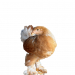 Lemon🍋 Pyle Bloodline 🇹🇷