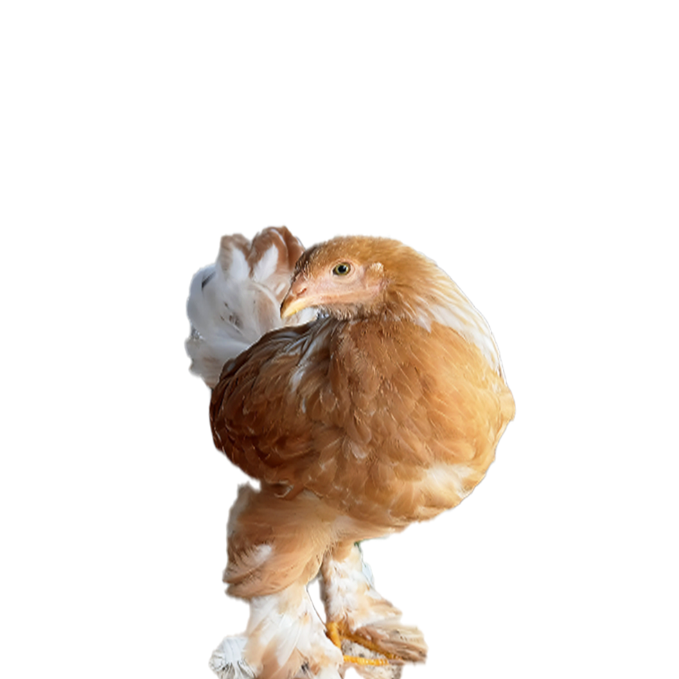 Lemon🍋 Pyle Bloodline 🇹🇷