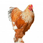 Lemon🍋 Pyle Bloodline 🇹🇷