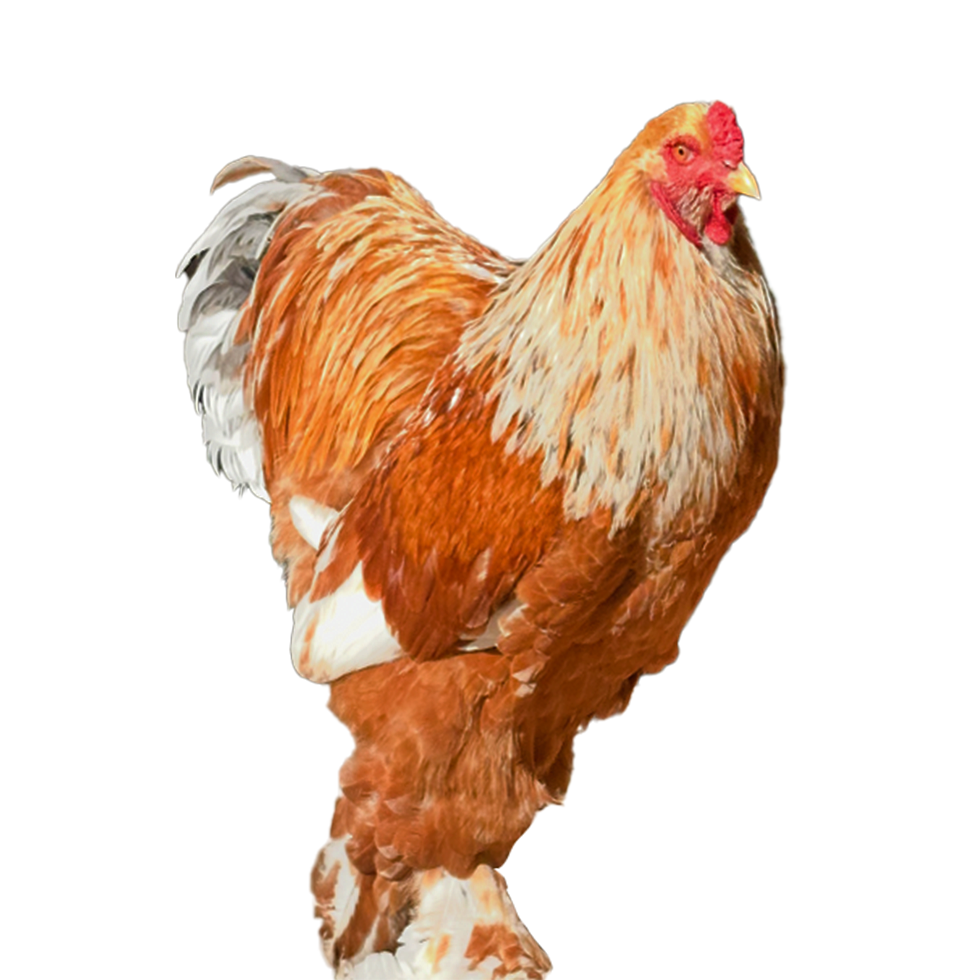 Lemon🍋 Pyle Bloodline 🇹🇷