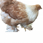 Lemon🍋 Pyle Bloodline 🇹🇷