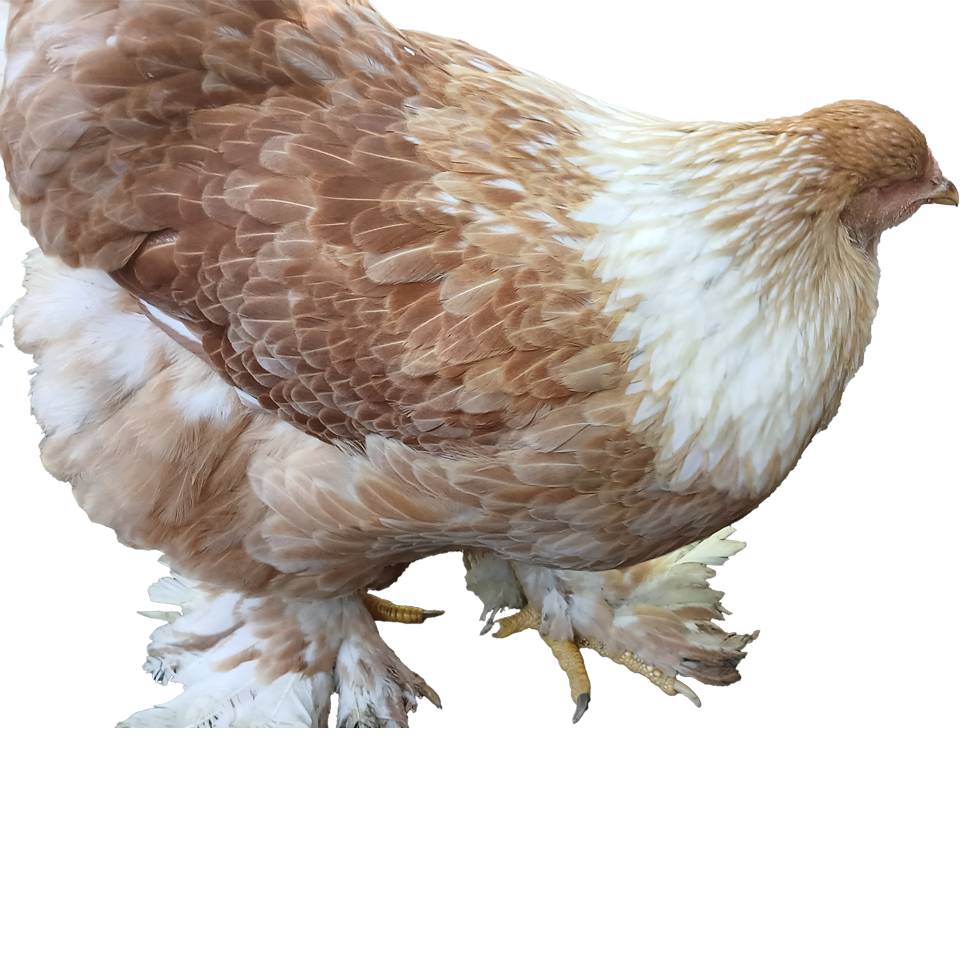 Lemon🍋 Pyle Bloodline 🇹🇷