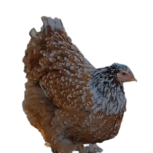 Red Porcelain Bloodline 🇹🇷