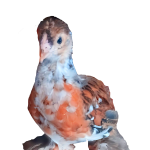 Red Porcelain Bloodline 🇹🇷