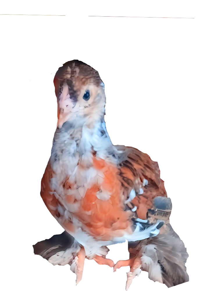 Red Porcelain Bloodline 🇹🇷