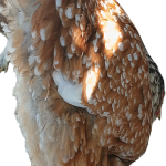 Red Porcelain Bloodline 🇹🇷