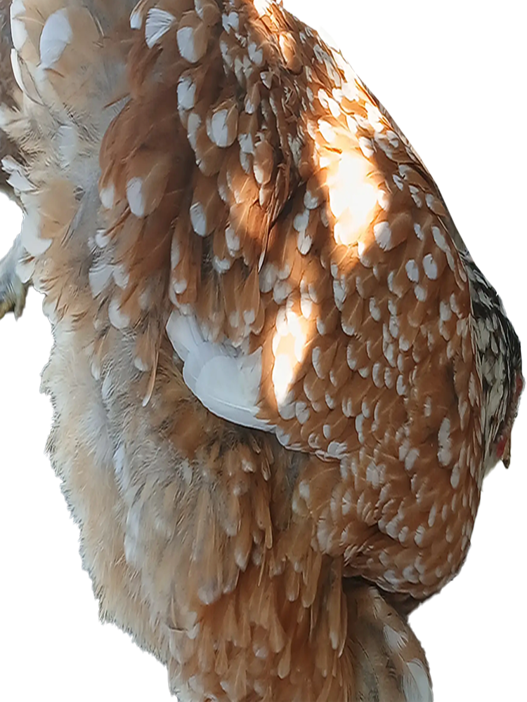 Red Porcelain Bloodline 🇹🇷