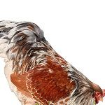 Red Porcelain Bloodline 🇹🇷