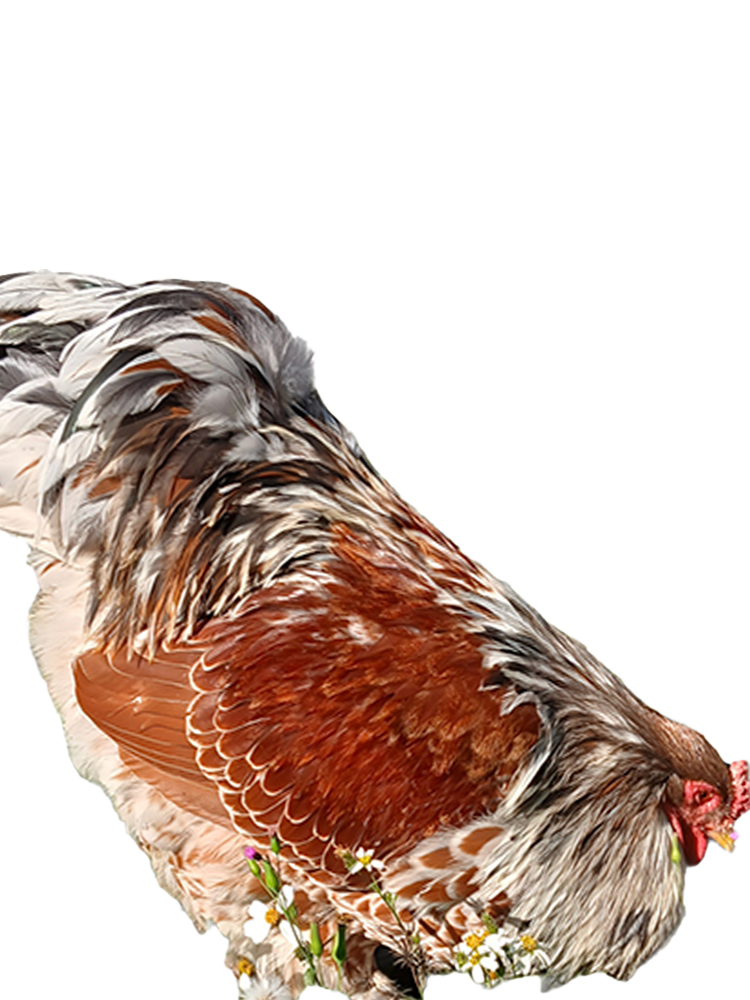 Red Porcelain Bloodline 🇹🇷