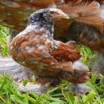 Red Porcelain 🇹🇷  1 Month Old