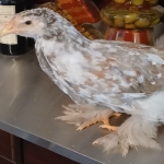 Blue Porcelain 🇹🇷  1 Month Old