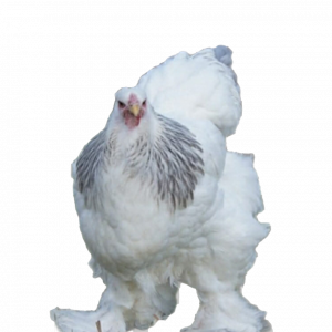 Blue Colombian Bloodline Brahma 🇪🇸