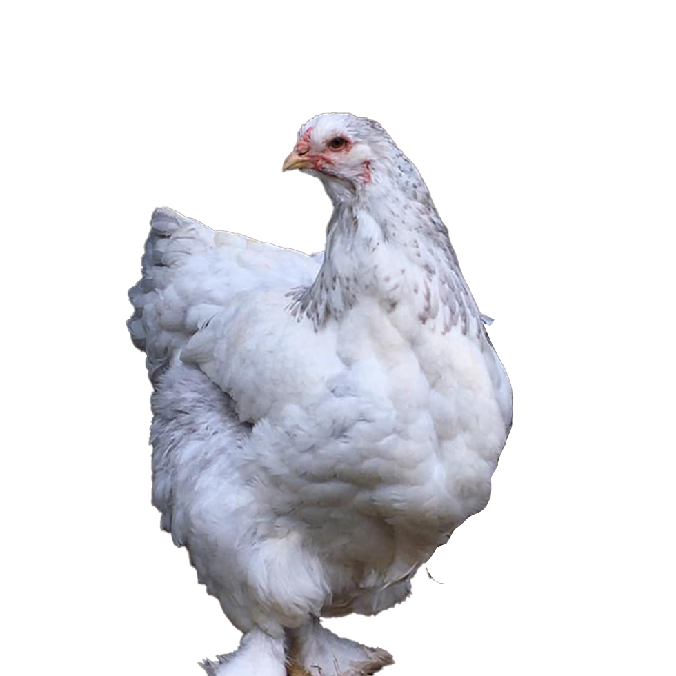 Blue Colombian Bloodline Brahma 🇪🇸