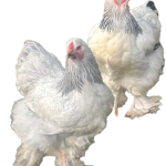 Blue Colombian Bloodline Brahma 🇪🇸