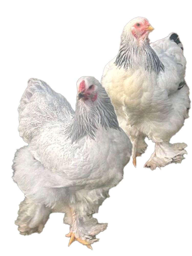 Blue Colombian Bloodline Brahma 🇪🇸