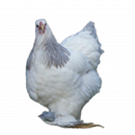 Blue Colombian Bloodline Brahma 🇪🇸