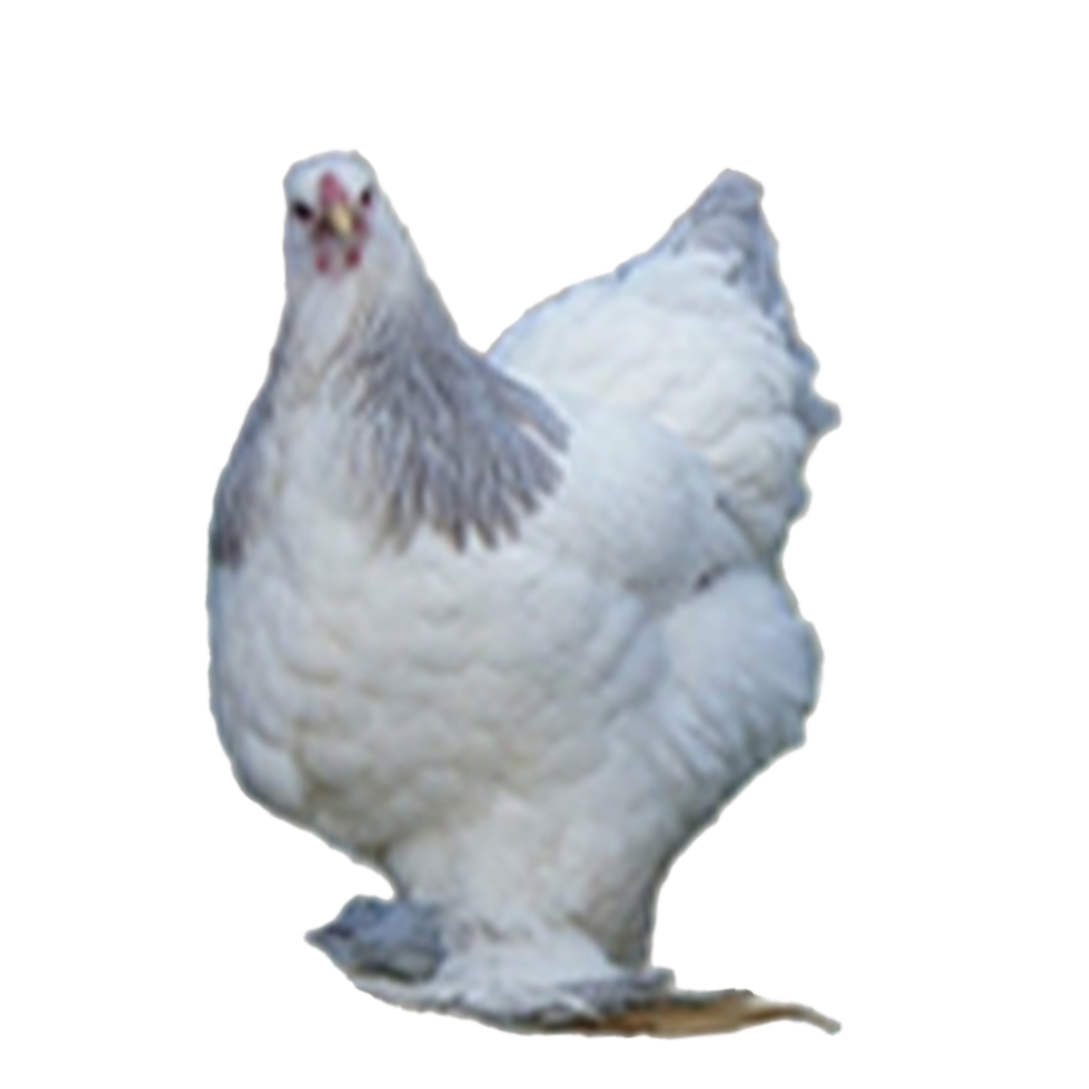 Blue Colombian Bloodline Brahma 🇪🇸