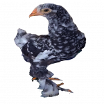 Blue Mottled Brahma Spaniard's 🇪🇸