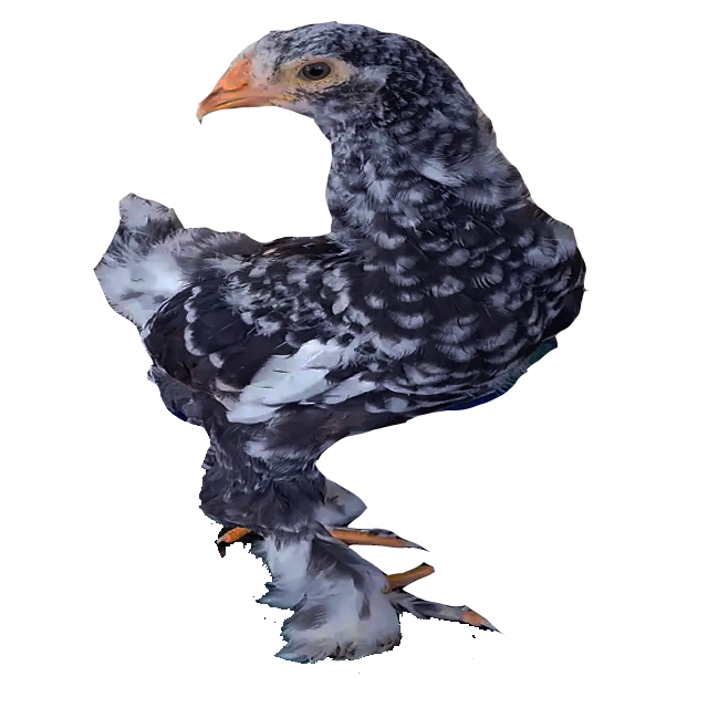 Blue Mottled Brahma Spaniard's 🇪🇸