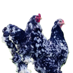 Blue Mottled Brahma Spaniard's 🇪🇸