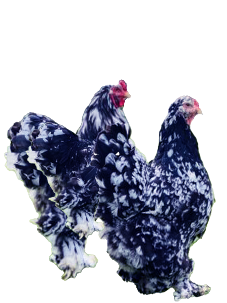 Blue Mottled Brahma Spaniard's 🇪🇸