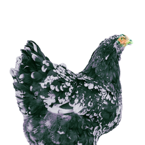 Blue Mottled Brahma Spaniard's 🇪🇸