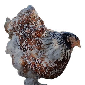 Blue Porcelain  Bloodline 🇹🇷