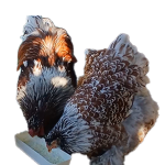 Blue Porcelain  Bloodline 🇹🇷