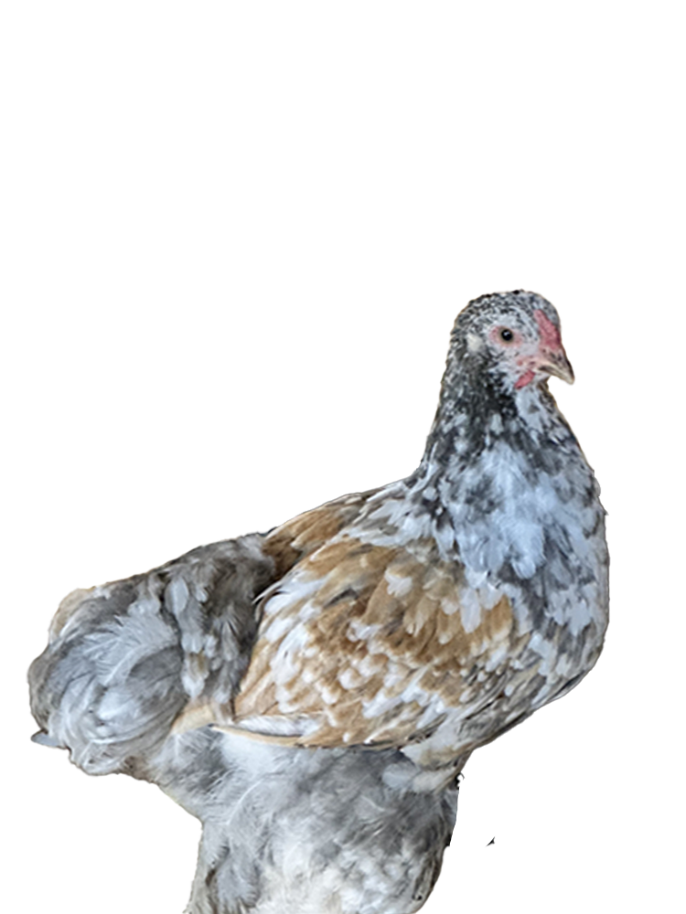 Blue Porcelain  Bloodline 🇹🇷