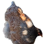 Blue Porcelain  Bloodline 🇹🇷