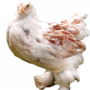 Red Pyle Bloodline 🇪🇸