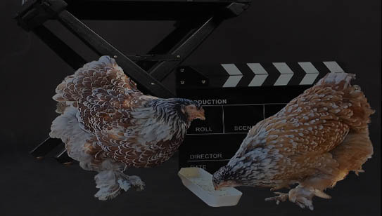 Help your little peeps grow strong