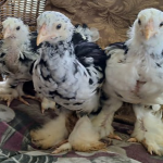 Molttled Brahma 🇪🇸 1 Month Old