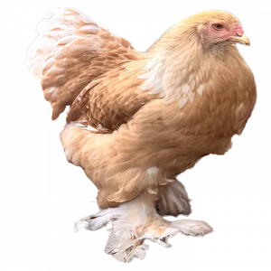 Lemon🍋 Pyle Bloodline 🇹🇷