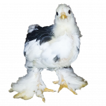 Mottled Brahma Spaniard's 🇪🇸