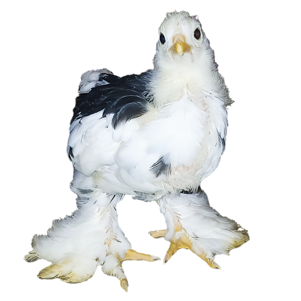 Mottled Brahma Spaniard's 🇪🇸