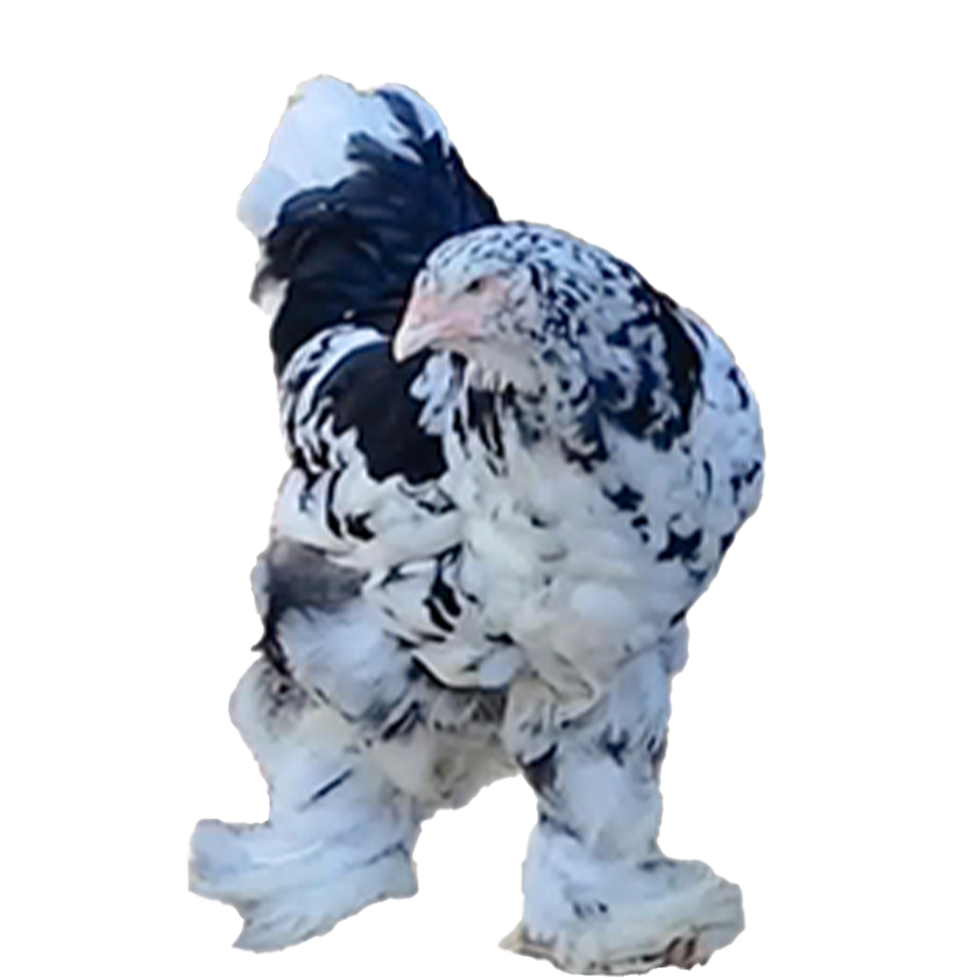 Mottled Brahma Spaniard's 🇪🇸