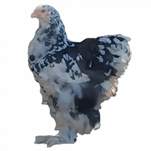 Mottled Brahma Spaniard's 🇪🇸