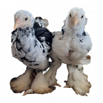 Mottled Brahma Spaniard's 🇪🇸