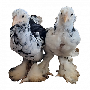 Baby Chicks Bloodline 🇪🇸 🇹🇷