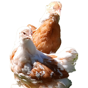 Pullets Bloodline 🇪🇸 🇹🇷