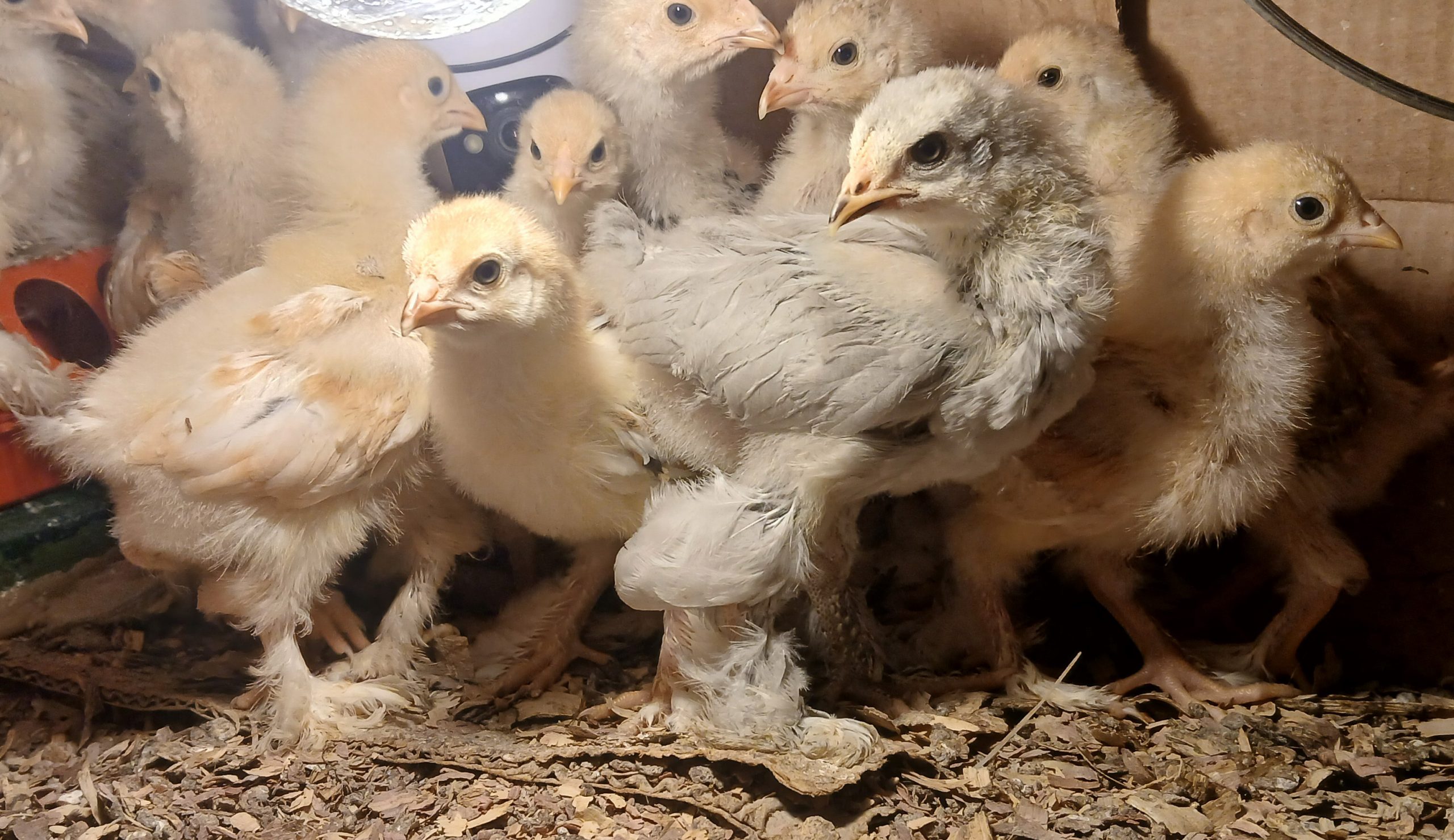 Chick Price List (Available April 2026)