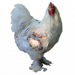 Red Pyle Bloodline 🇪🇸